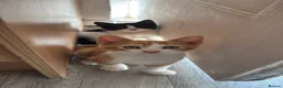 Mixed Breed cats for sale: Beautiful boy and girl kittens - Advert 6