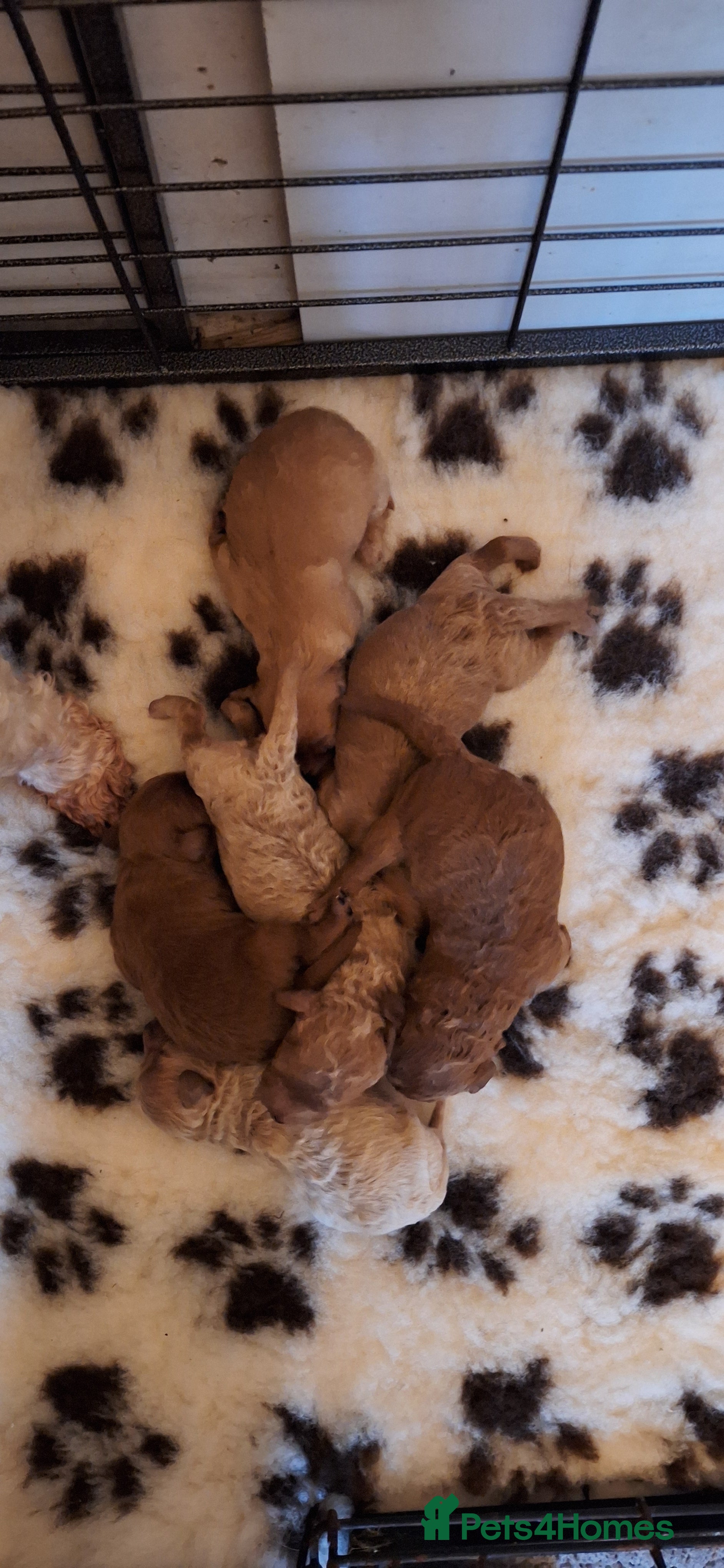 Cavapoochon dogs Gorgeous DNA tested Cavapoochon pups - Advert 6