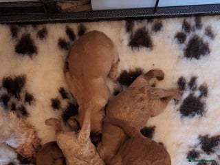 Cavachon dogs Gorgeous DNA tested Cavapoochon pups - Advert 16