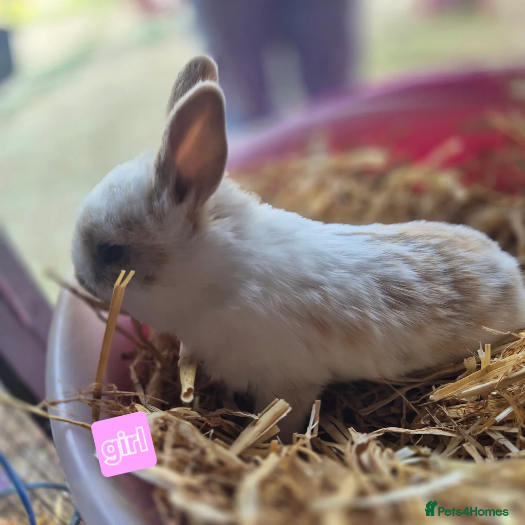 Mini Lop rabbits for sale: Gorgeous mini lop x Rhinelander kits ready April - Advert 16