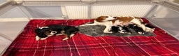 Beaglier dogs for sale: Beautiful Girl Puppies Looking for Loving Homes - Advert 5