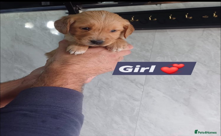 Labrador Retriever dogs - Advert 5