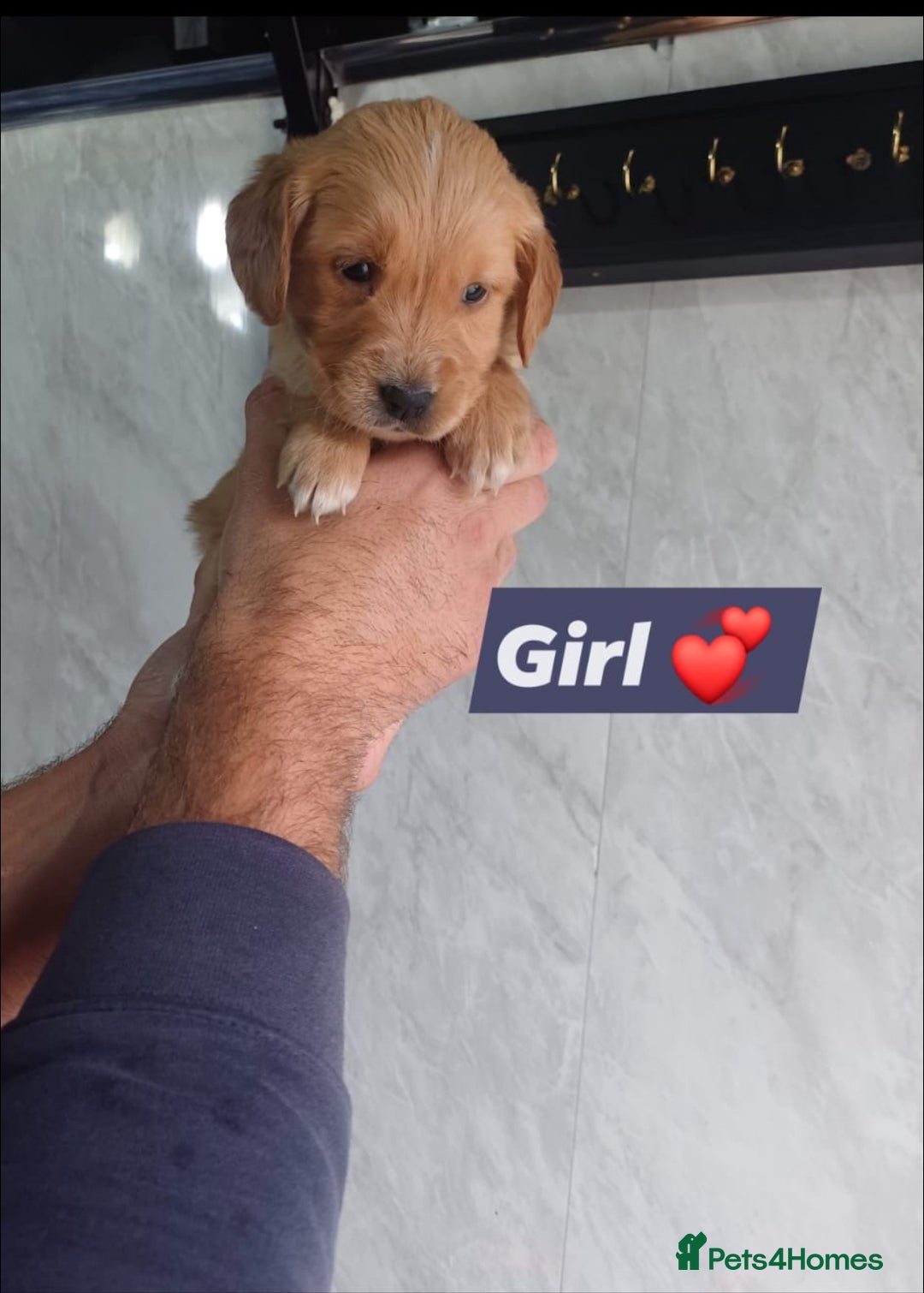 Labrador Retriever dogs for sale: READY TO LEAVE NOW KC registered golden retrievers - Advert 1