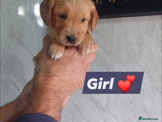 Labrador Retriever dogs Beautiful KC registered golden retrievers - Advert 15