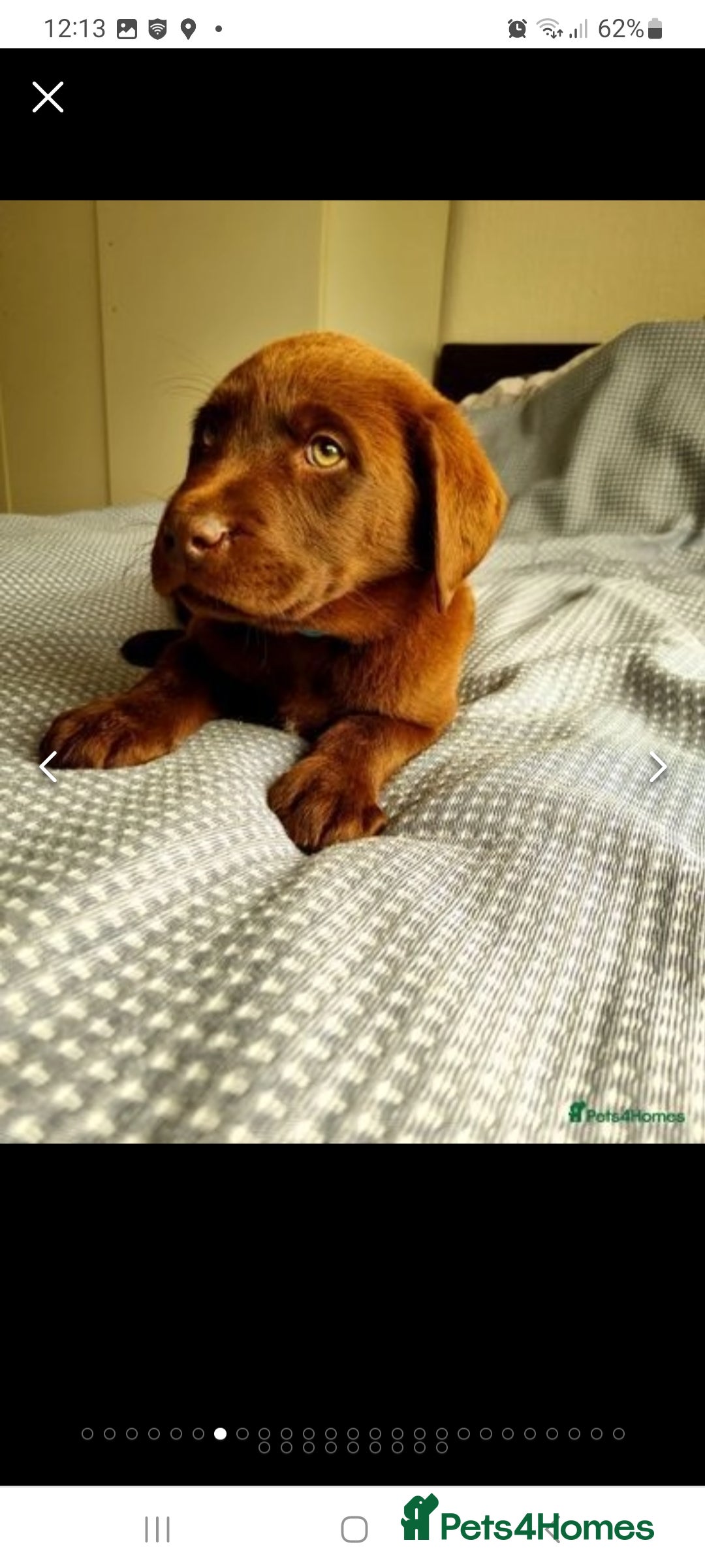 Labrador Retriever dogs for stud: Exceptional Chocolate Labrador FOR STUD in Bedford - Advert 17