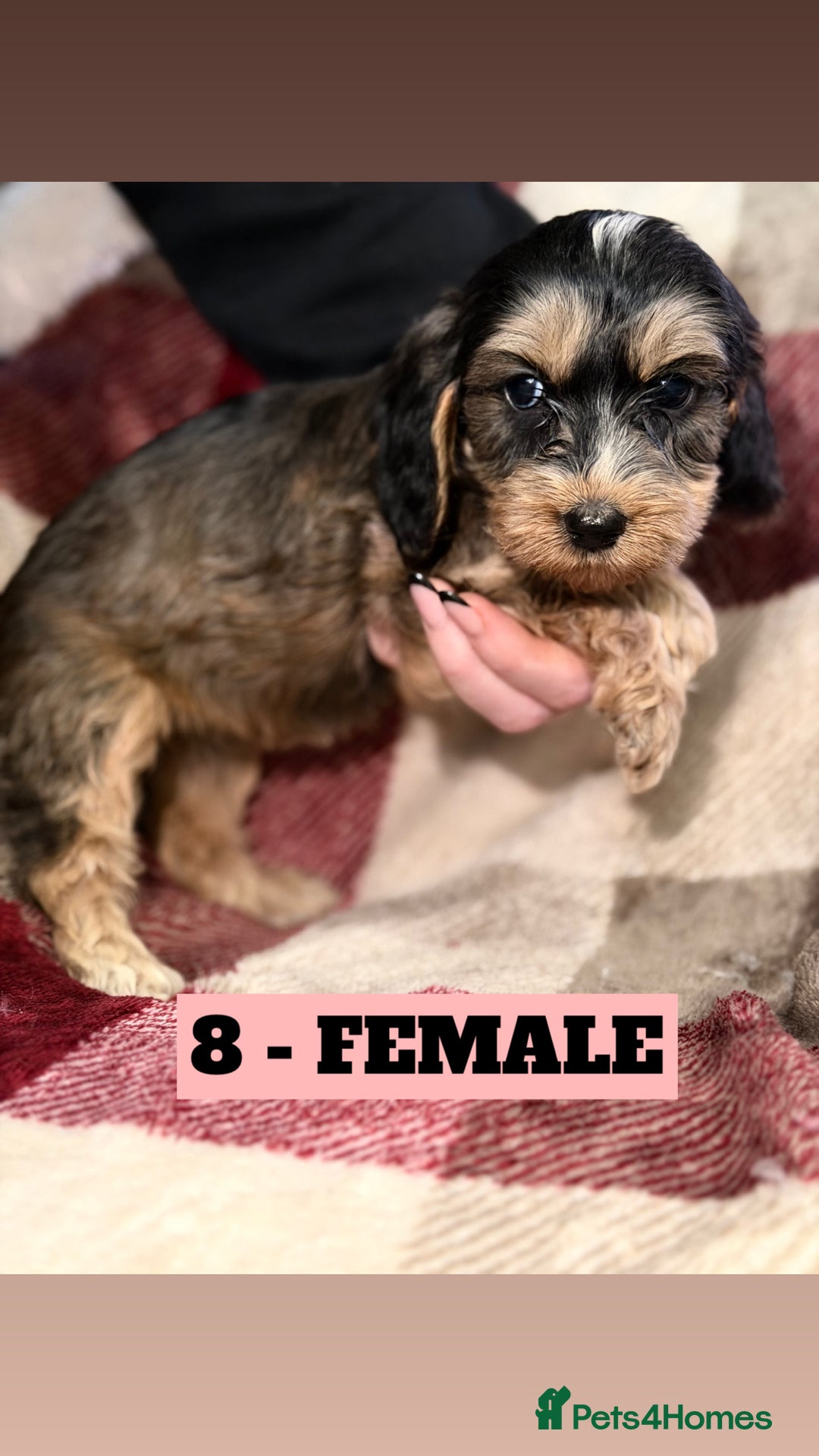 Cockapoo dogs for sale: BEAUTIFUL F2 COCKAPOO PUPPIES - 4 BOYS AND 4 GIRLS - Advert 28