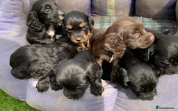 Cocker Spaniel dogs for sale: Cocker spaniel puppies x5 available 🏡  - Image 4