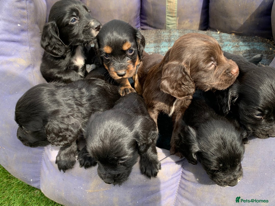 Cocker Spaniel dogs for sale: Cocker spaniel puppies x5 available 🏡  - Image 4