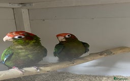 Mixed Breed birds for sale: Hand reared conures and avairy budgies  - Image 20
