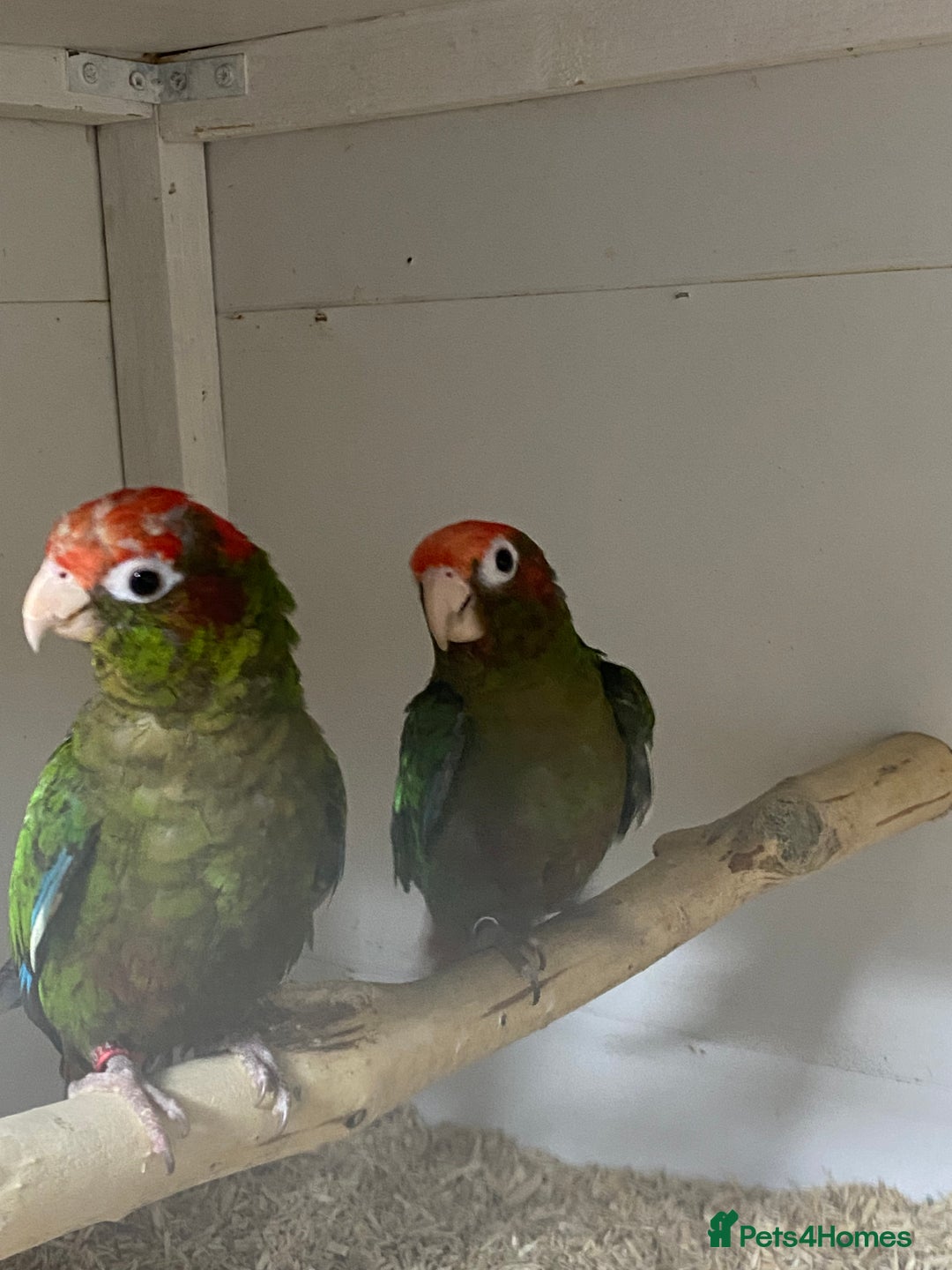 Mixed Breed birds for sale: Hand reared conures and avairy budgies  - Image 20