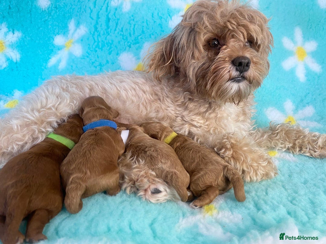 Toy Poodle dogs for stud: Toy Poodle KC - Stud and  fully health tested  - Image 20