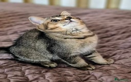 Scottish Fold cats for sale: 2 boys left! TICA registered Scottish Fold - Image 12