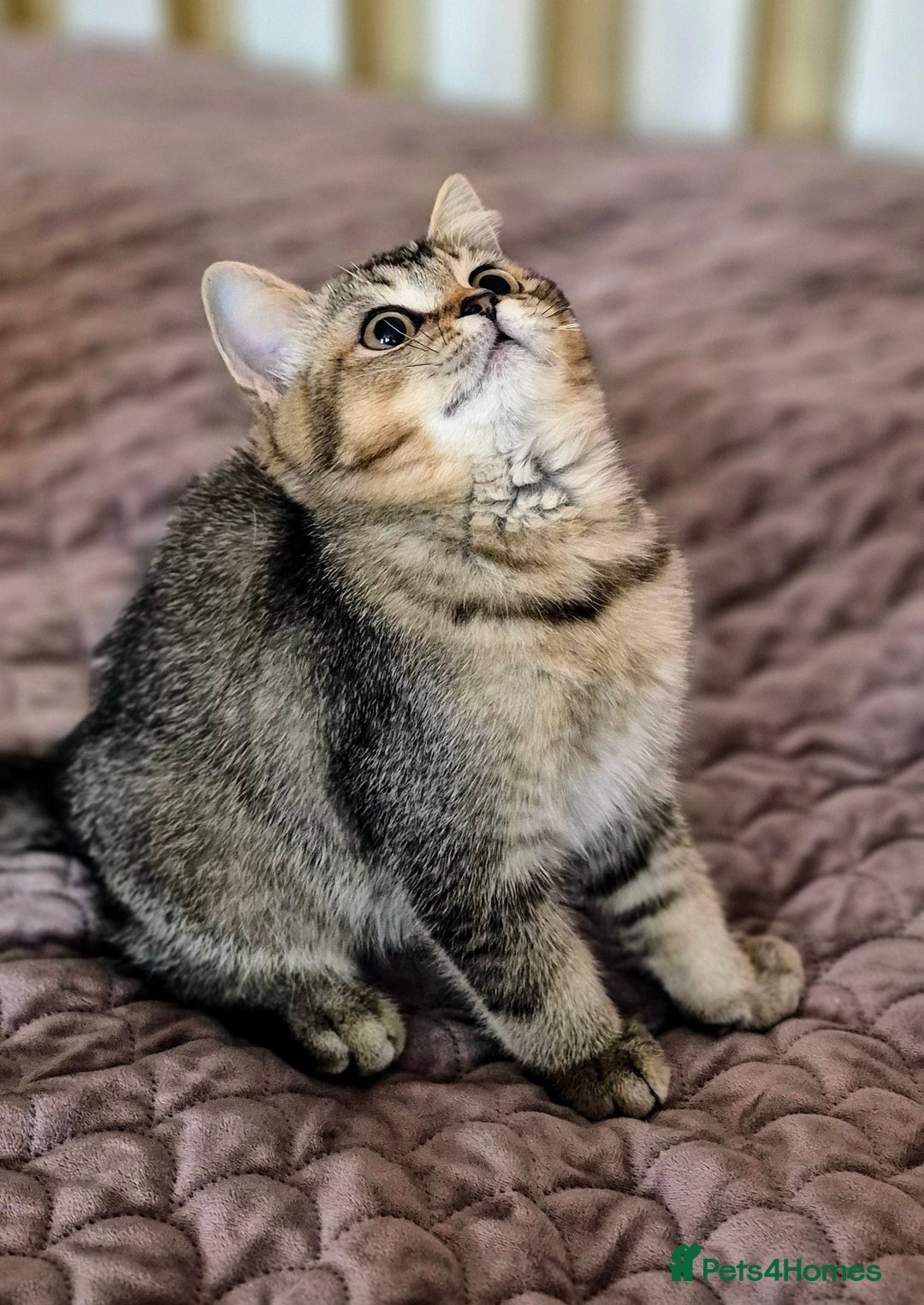 Scottish Fold cats for sale: 2 boys left! TICA registered Scottish Fold - Image 12