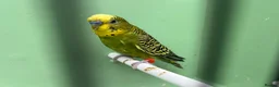 Budgerigars birds for sale: Budgies for Sale  - Advert 9