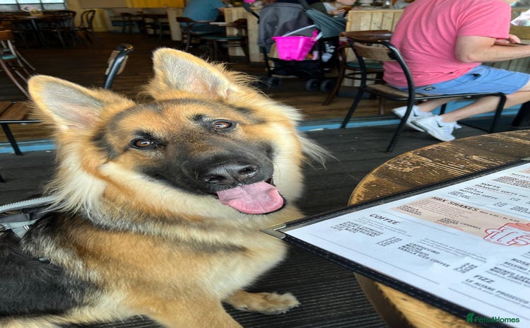 German Shepherd dogs in Horley - Advert 1