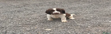 English Springer Spaniel 4