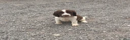 English Springer Spaniel dogs for sale: Working English Springer Spaniel Puppies - Advert 21