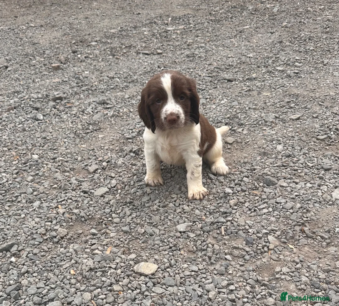 English Springer Spaniel dogs for sale: Working English Springer Spaniel Puppies - Advert 16