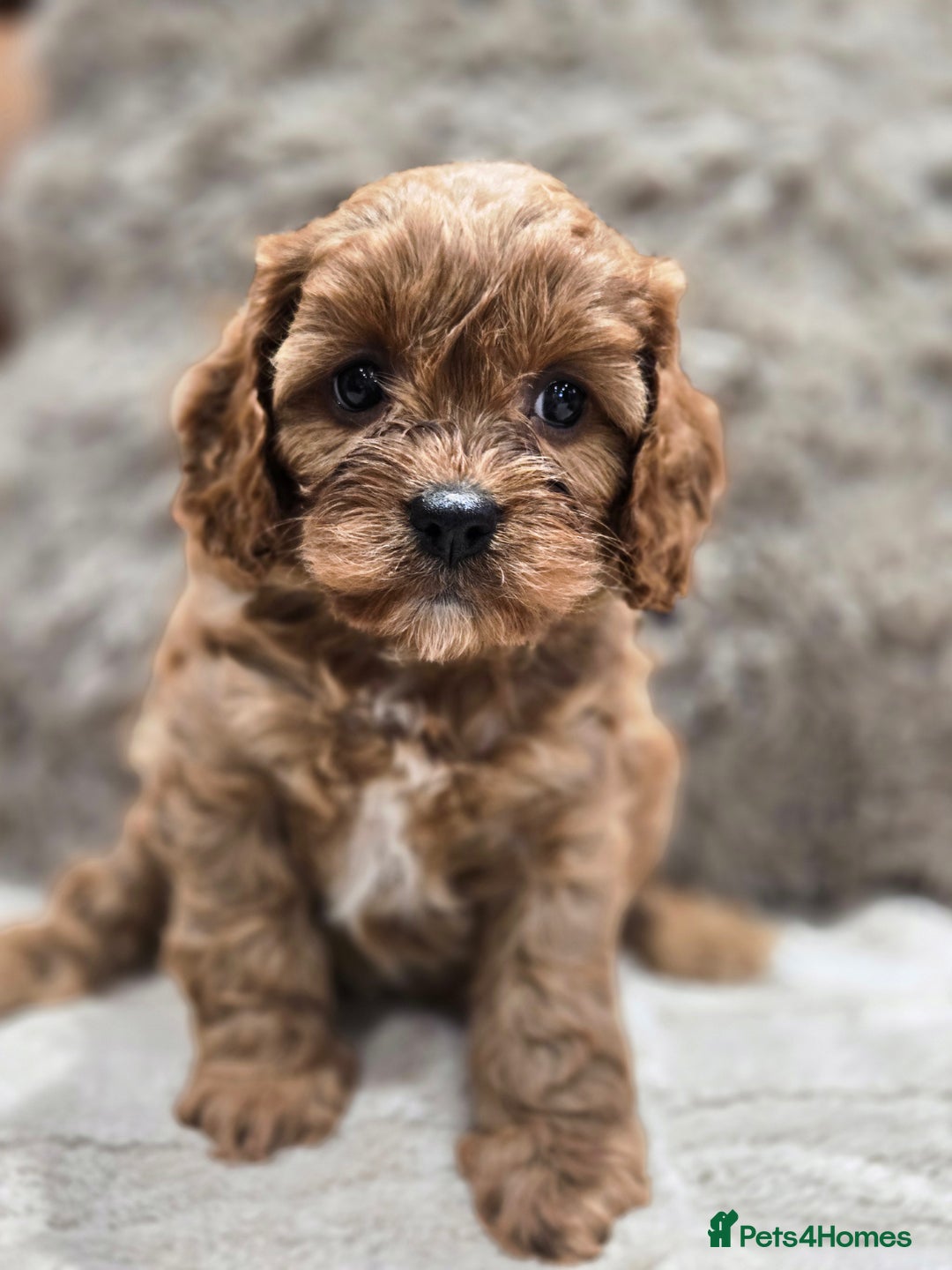 Cavapoo dogs for sale: Gorgeous Red Cavapoo Puppies - Advert 24
