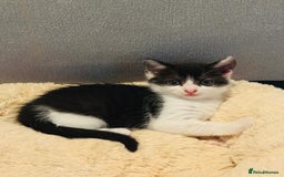 British Shorthair cats for sale: Beautiful kittens  - Image 9