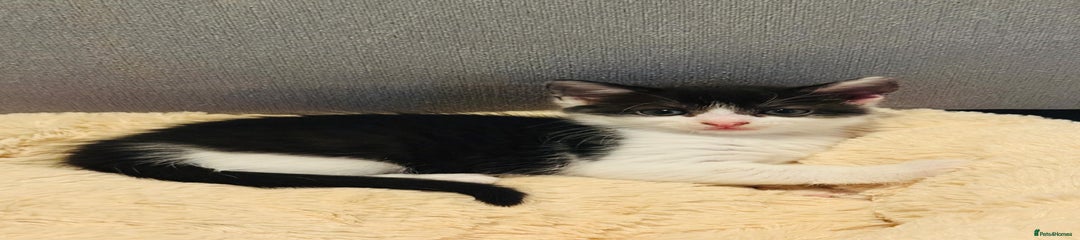 British Shorthair Kitten 4