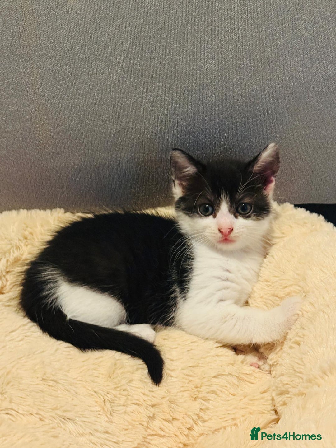 British Shorthair cats for sale: Beautiful kittens  - Image 9