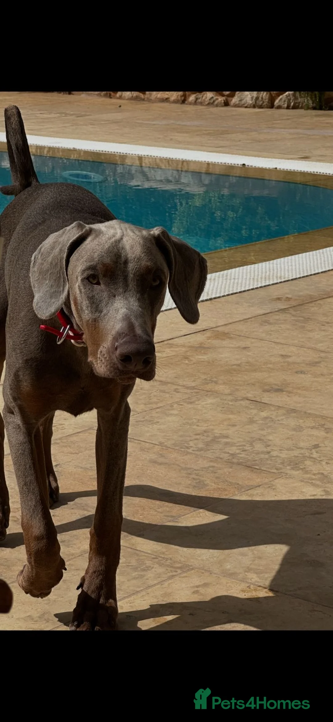 Dobermann dogs for stud: KC Health & Heart tested stud in Burnley - Advert 26