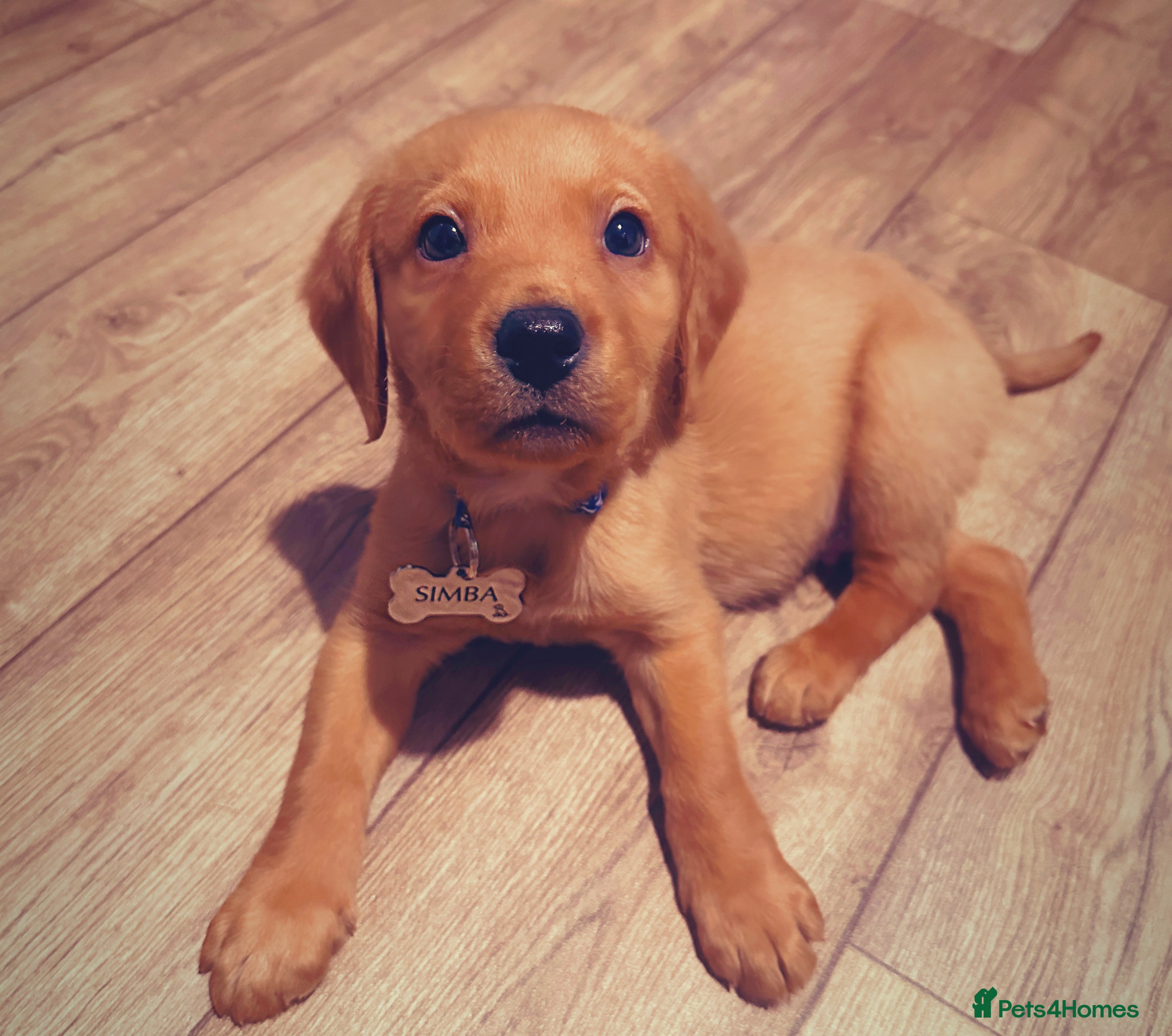 Cockerdor dogs Beautiful cockerdor puppy needs his forever home!  in Gillingham - Advert 1