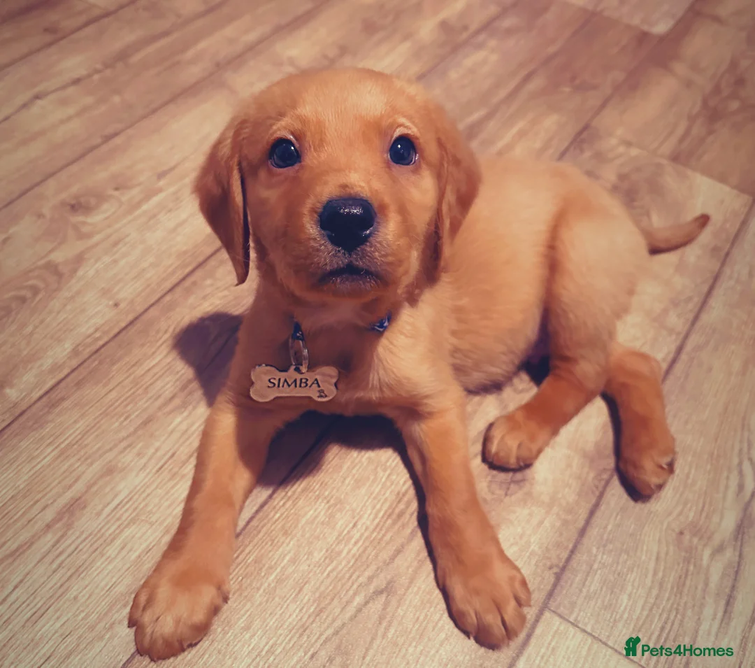 Cockerdor dogs for sale: Beautiful cockerdor puppy needs his forever home!  in Gillingham - Advert 1