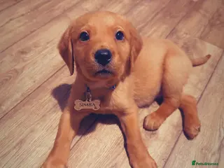 Cockerdor dogs Beautiful cockerdor puppy needs his forever home! in Gillingham - Advert 2