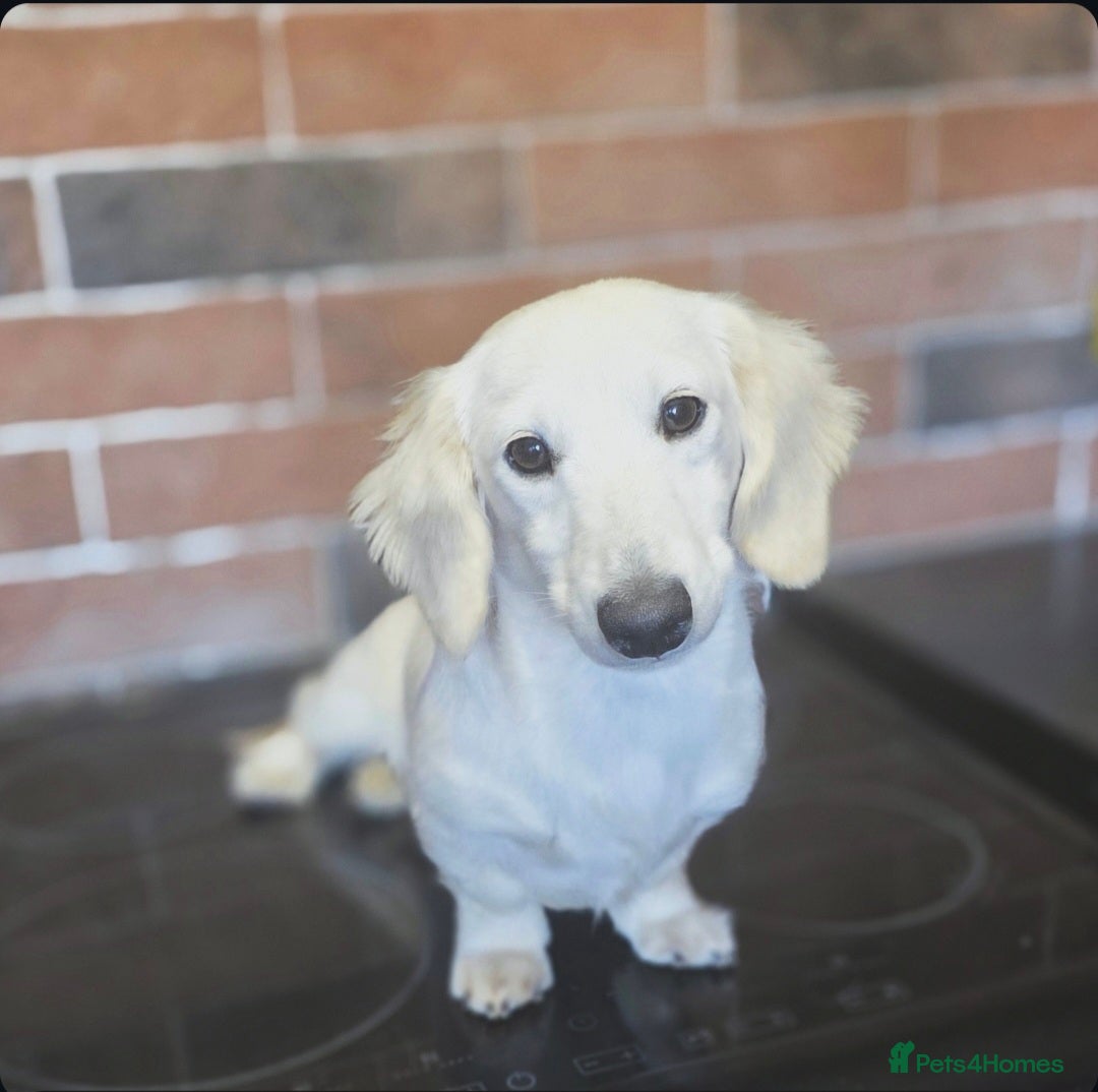 Miniature Dachshund dogs for stud: STUNNING ee/ii DOUBLE INTENSITY CREAM STUD - Advert 6