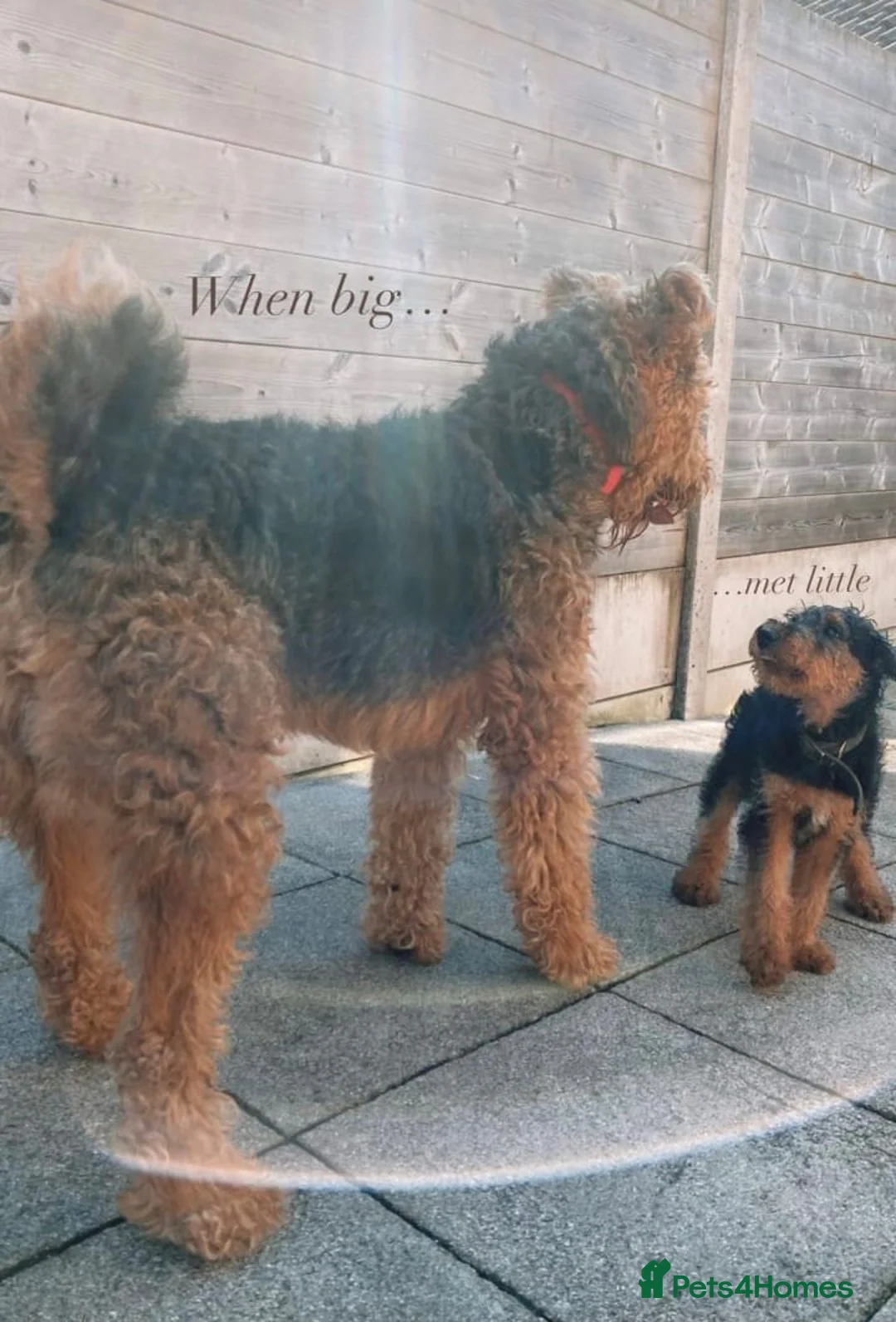 Airedale Terrier dogs for stud: Proven KC Airedale Stud  in Oldham - Advert 3