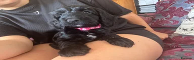 Cockapoo 4-mrs pink