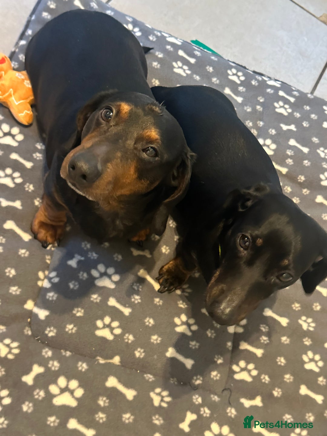 Dachshund dogs for sale: Dachshunds Pair | BEAUTIFUL!  - Advert 2