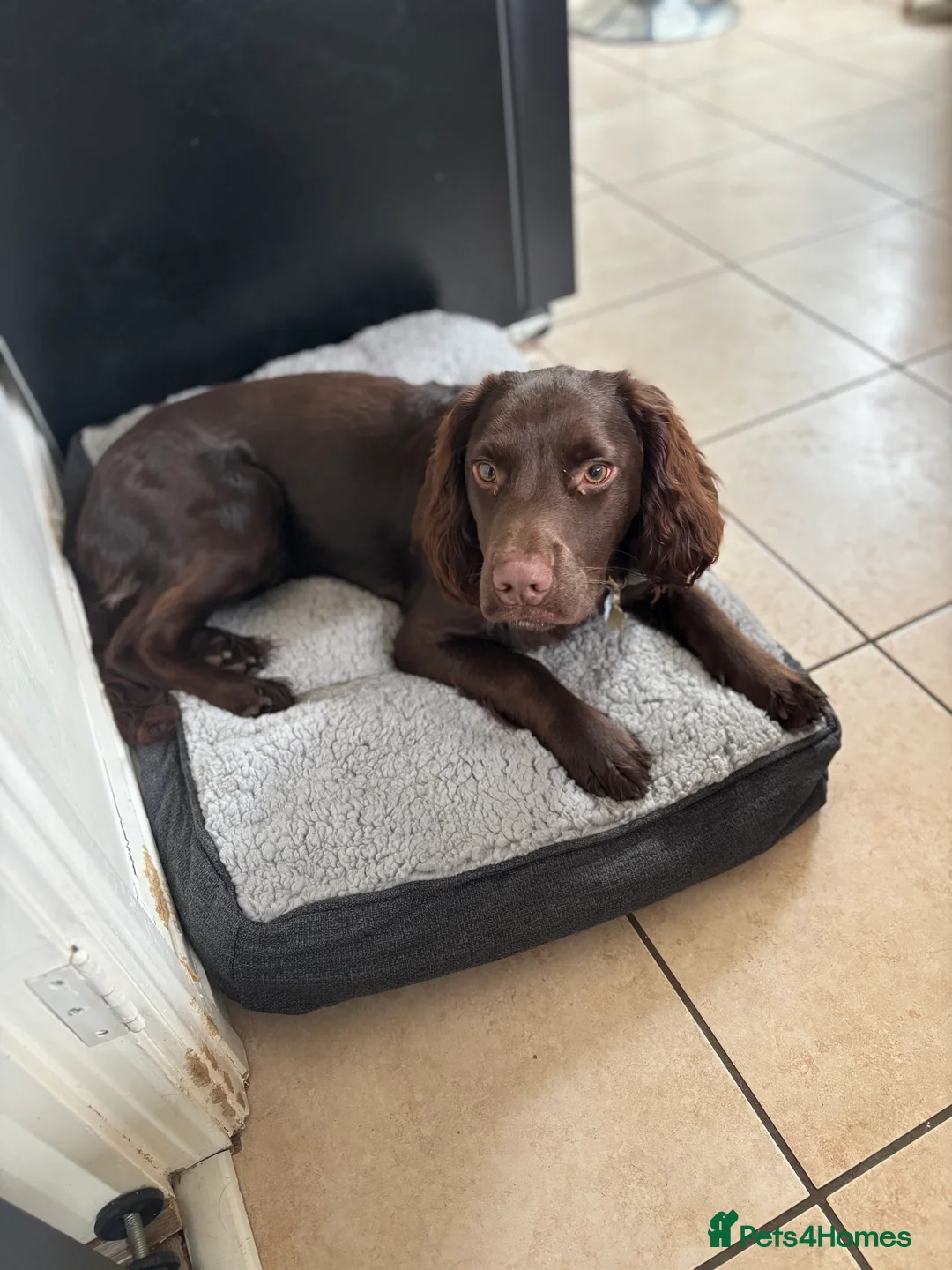 Cocker Spaniel dogs for sale: 9 month cocker spaniel Coco in Melton Mowbray - Advert 1