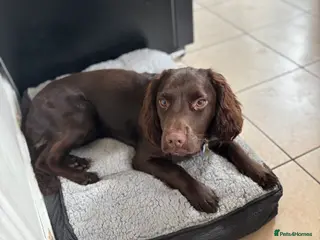 Cocker Spaniel dogs 9 month cocker spaniel Coco in Melton Mowbray - Advert 10