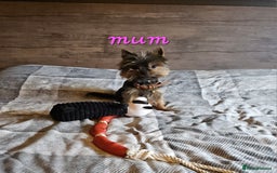Yorkshire Terrier dogs for sale: miniature toy yorkie pups - Image 25
