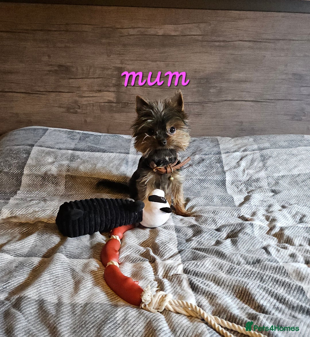 Yorkshire Terrier dogs for sale: miniature toy yorkie pups - Image 25