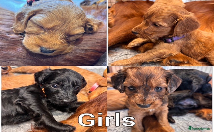 Irish Doodle dogs - Advert 5