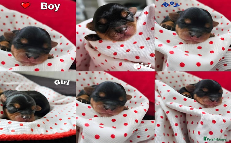 Yorkshire Terrier dogs - Advert 5