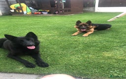 German Shepherd dogs for sale: GERMAN SHEPHERD  - Image 10