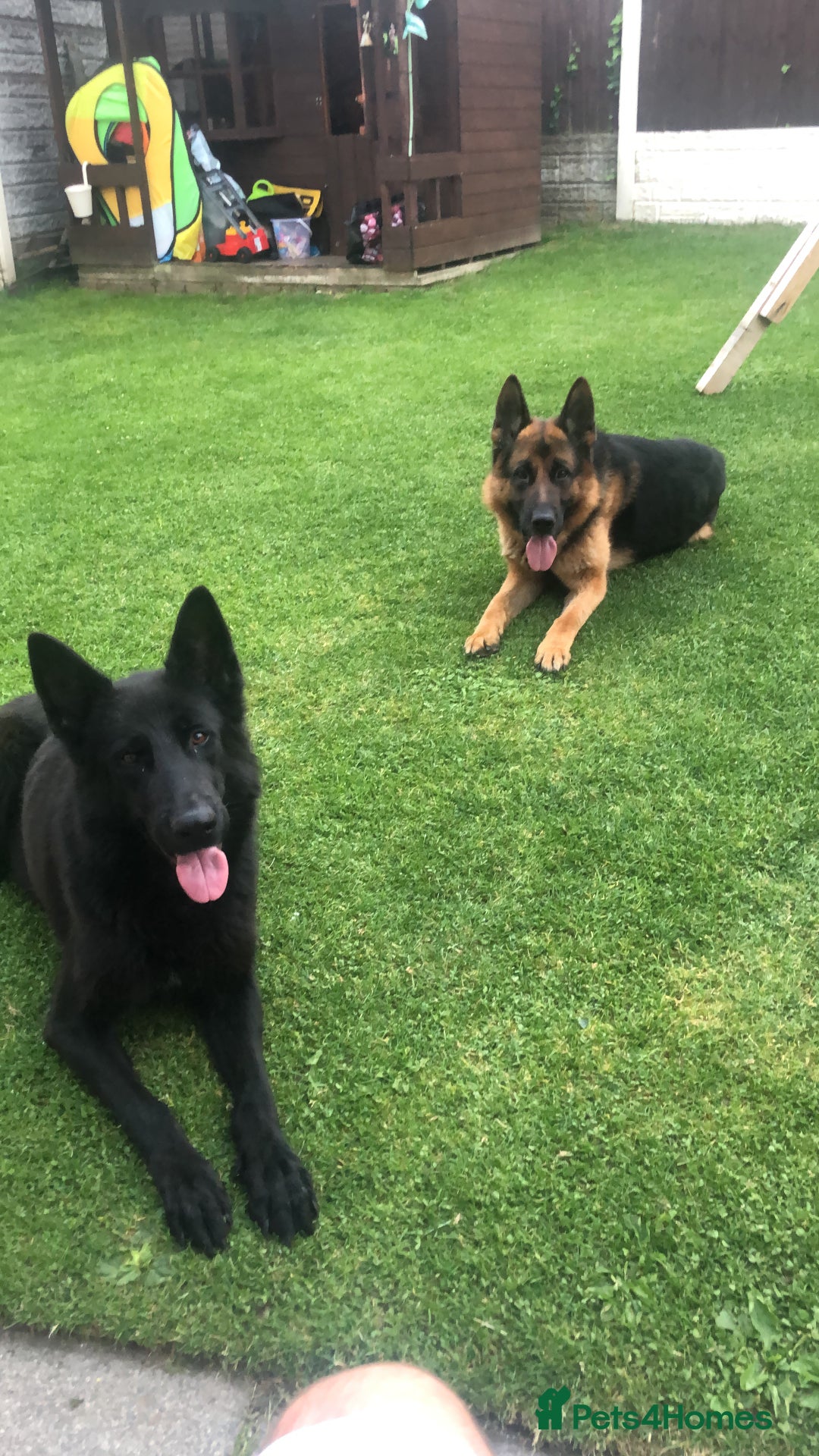 German Shepherd dogs for sale: GERMAN SHEPHERD  - Image 10