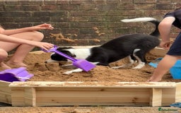 Border Collie dogs for sale: 7 month old Border collie (male) - Image 8