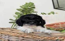 Cockapoo dogs for sale:  cockapoo puppies **READY GO GO** - Image 20