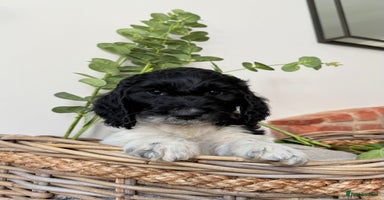 Cockapoo dogs - Advert 16