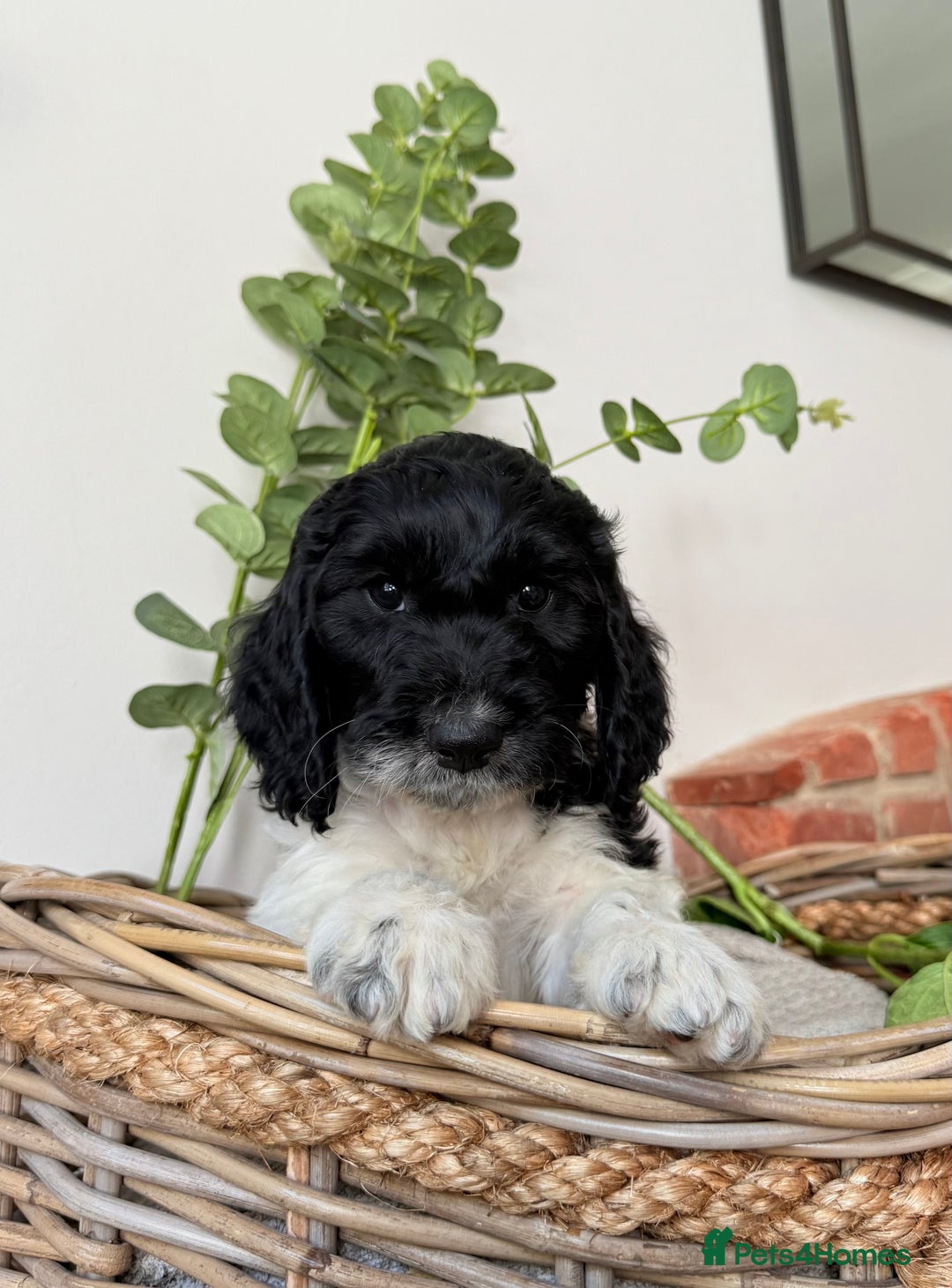 Cockapoo dogs for sale:  cockapoo puppies **READY GO GO** - Image 20
