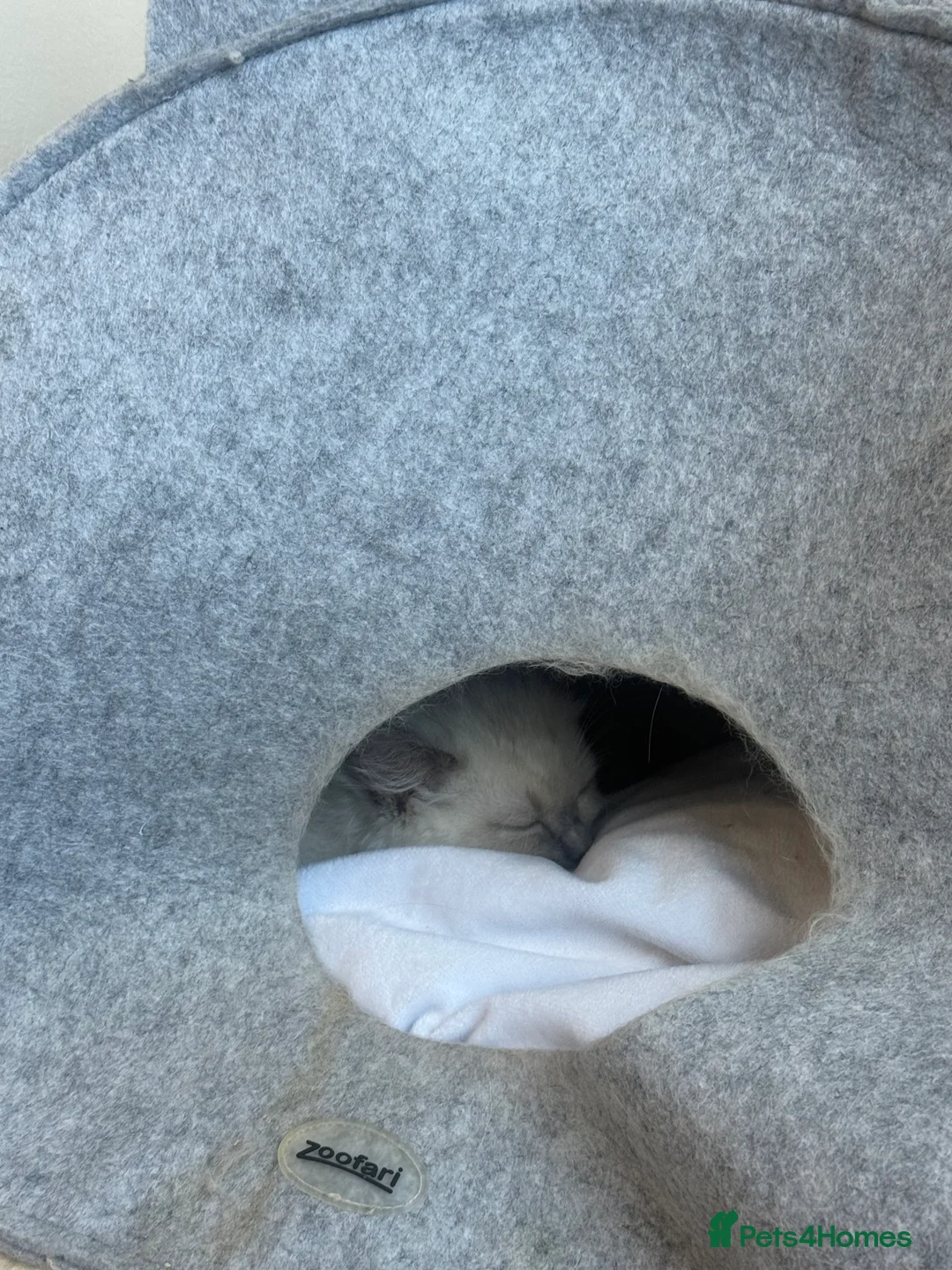 Ragdoll cats for sale: Fully vaccinated, vet checked V cuddly Ragdoll boy - Advert 16