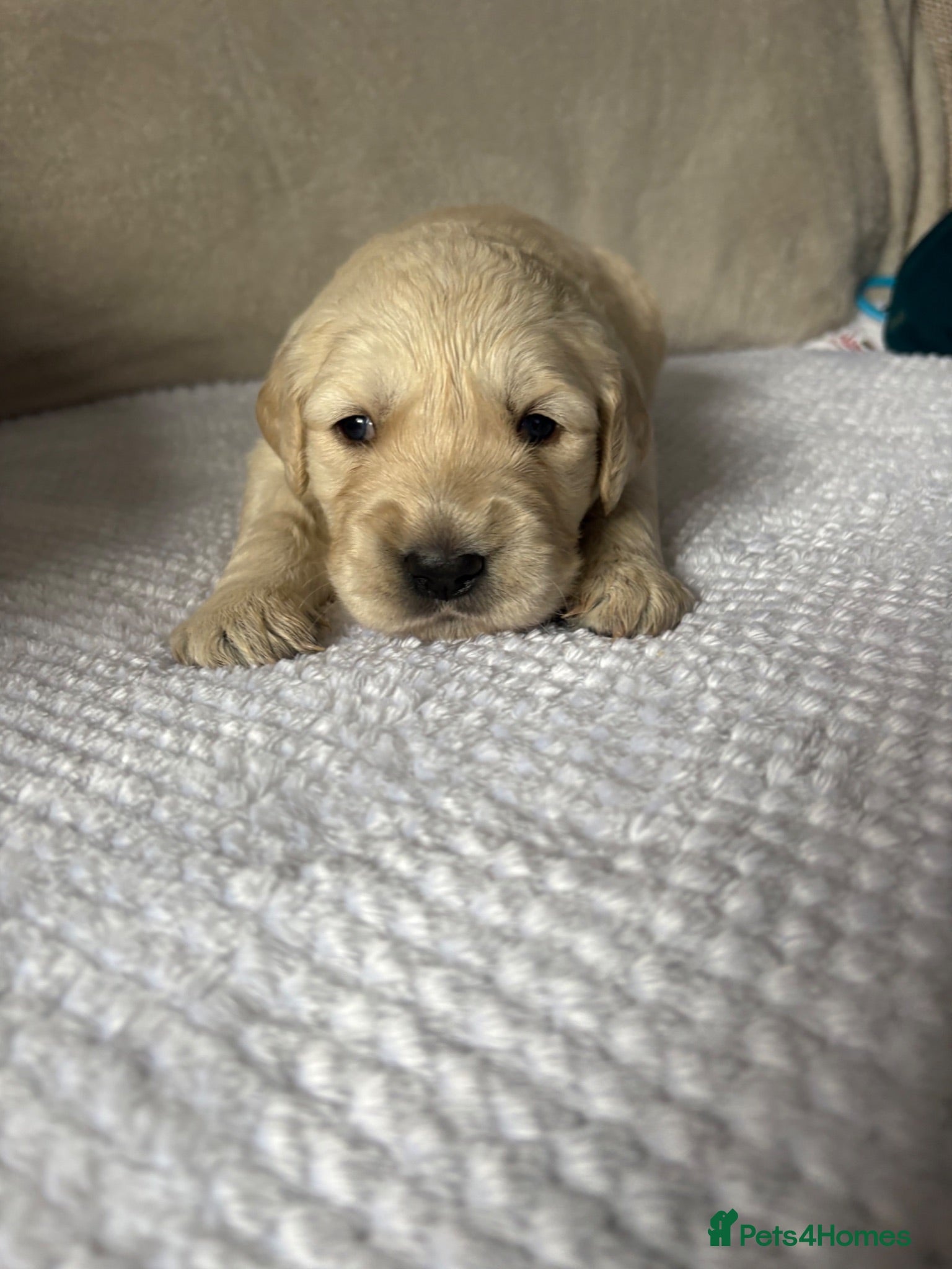 Golden Retriever dogs Beautiful golden retriever puppies  - Advert 2