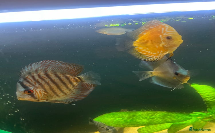 Discus fish - Advert 1