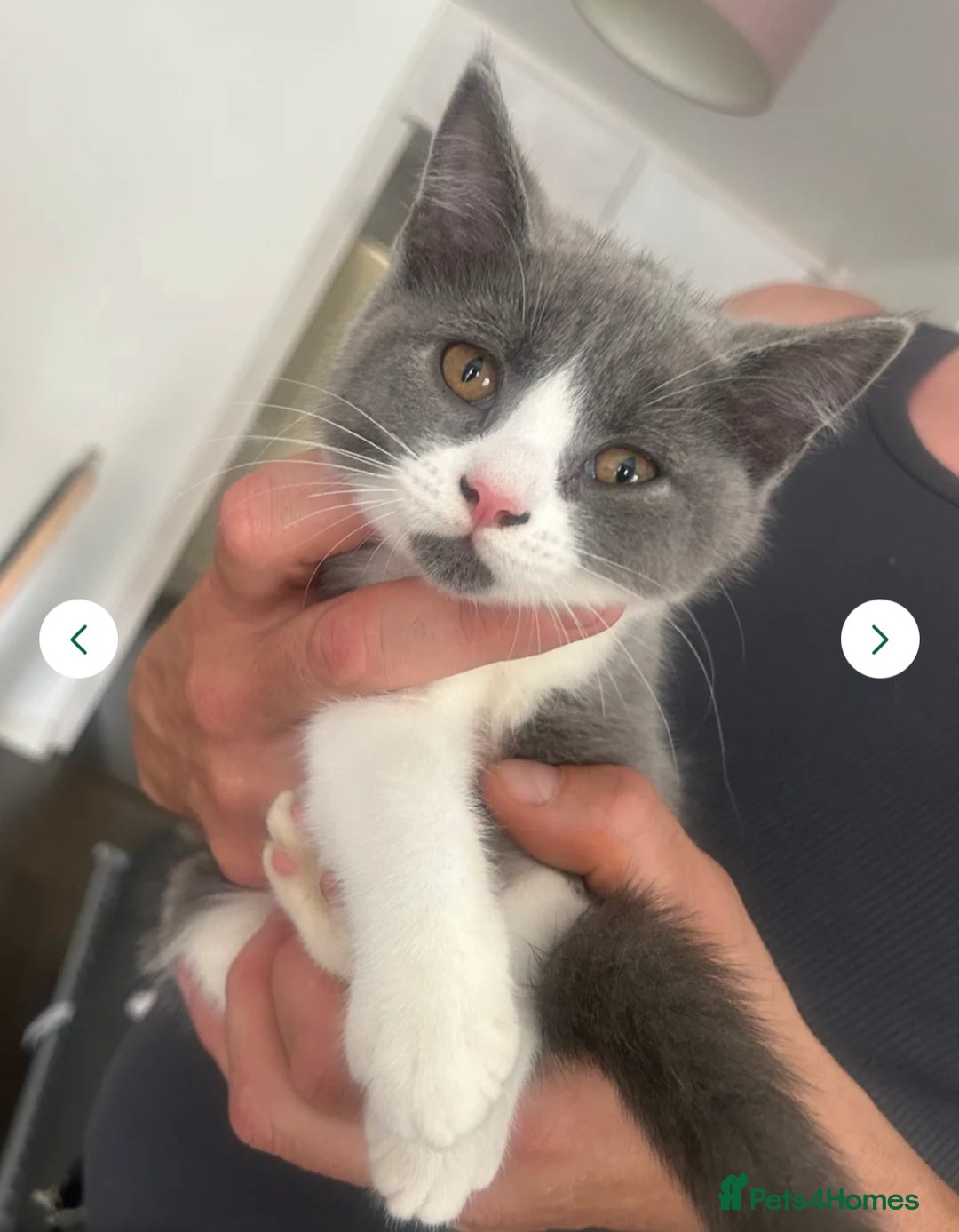 Mixed Breed cats for sale: 3 gorgeous kittens ready now Scottish fold mix - Image 8